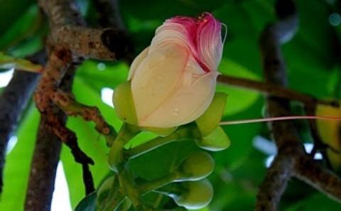 Ảnh:[-]Bàng[-]vuông[-]100[-]tuổi[-]nở[-]muộn[-]trên[-]đảo[-]Lý[-]Sơn